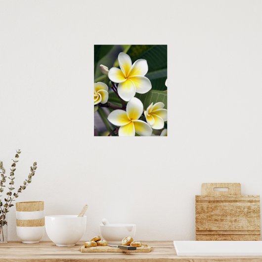Frangipani Blume Cook Islands Poster (Küche)
