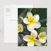 Frangipani Blume Cook Islands Postkarte (Vorne/Hinten)