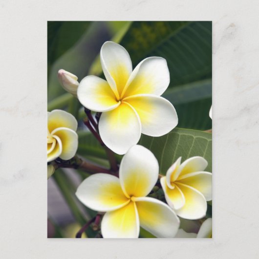 Frangipani Blume Cook Islands Postkarte (Vorderseite)