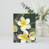 Frangipani Blume Cook Islands Postkarte (Stehend Vorderseite)