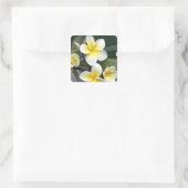 Frangipani Blume Cook Islands Quadratischer Aufkleber (Tasche)