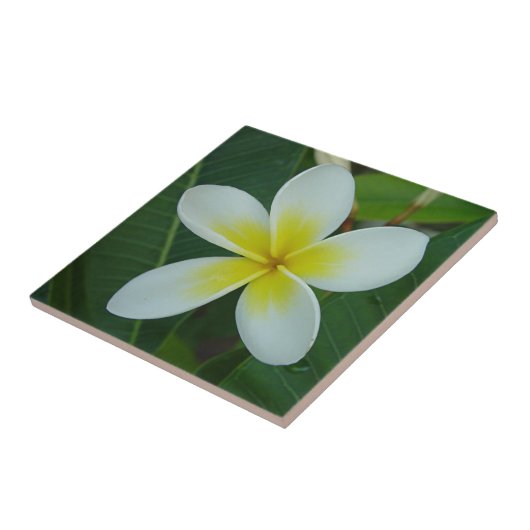 Frangipani-Blume Fliese (Seite)