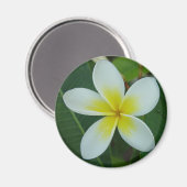 Frangipani Blume Magnet (Vorderseite/Rückseite)