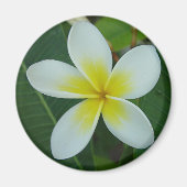 Frangipani Blume Magnet (Vorne)