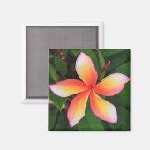 Frangipani Blume Magnet (Vorderseite/Rückseite)