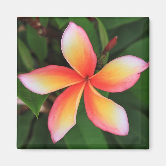 Frangipani Blume Magnet (Vorne)