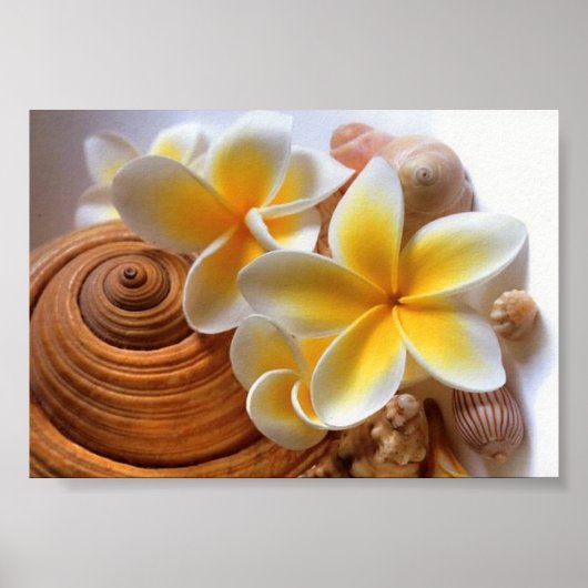 Frangipani Blume Poster (Vorne)