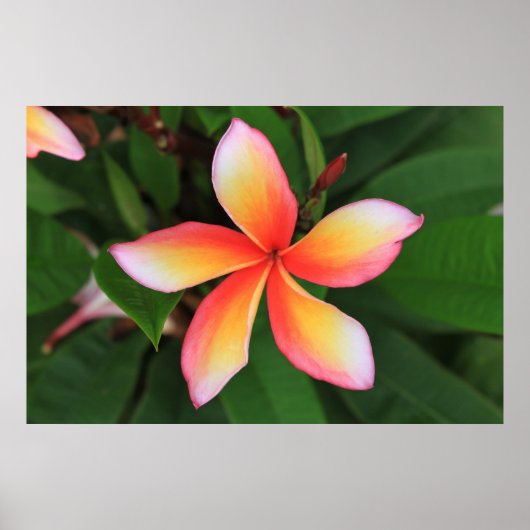 Frangipani Blume Poster (Vorne)