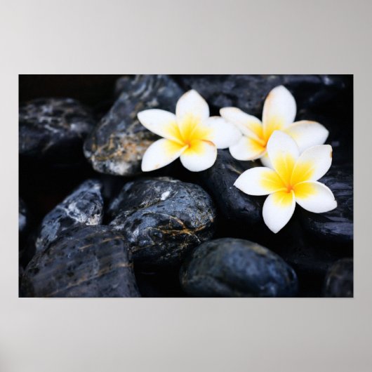 Frangipani-Blume Poster (Vorne)