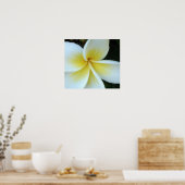 Frangipani Blume Poster (Küche)