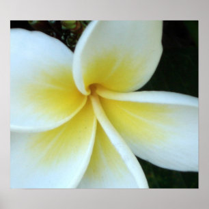 Frangipani Blume Poster