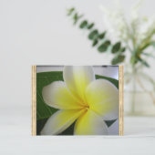 Frangipani-Blume Postkarte (Stehend Vorderseite)