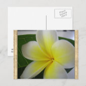 Frangipani-Blume Postkarte (Vorne/Hinten)