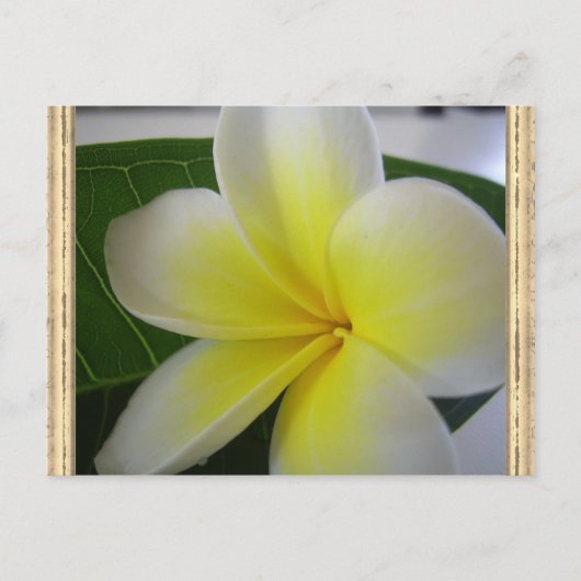 Frangipani-Blume Postkarte (Vorderseite)