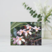 Frangipani-Blume Postkarte (Stehend Vorderseite)