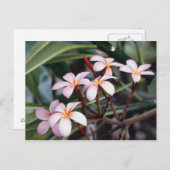 Frangipani-Blume Postkarte (Vorne/Hinten)