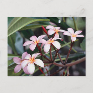Frangipani-Blume Postkarte