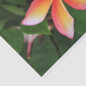 Frangipani Blume Seidenpapier (Ausschnitt)