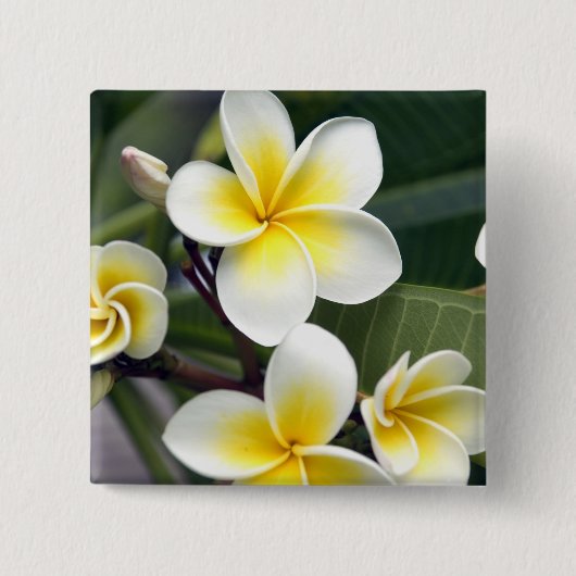 Frangipani-Blüte Cookinseln Button (Vorderseite)