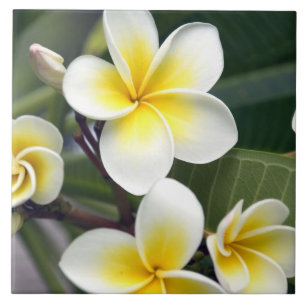 Frangipani-Blüte Cookinseln Fliese
