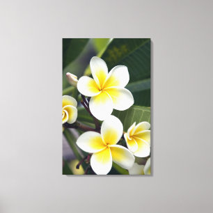 Frangipani-Blüte Cookinseln Leinwanddruck