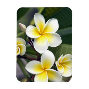 Frangipani-Blüte Cookinseln Magnet