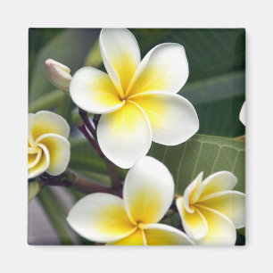 Frangipani-Blüte Cookinseln Magnet