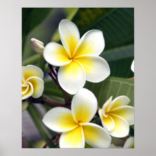 Frangipani-Blüte Cookinseln Poster