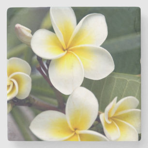 Frangipani-Blüte Cookinseln Steinuntersetzer