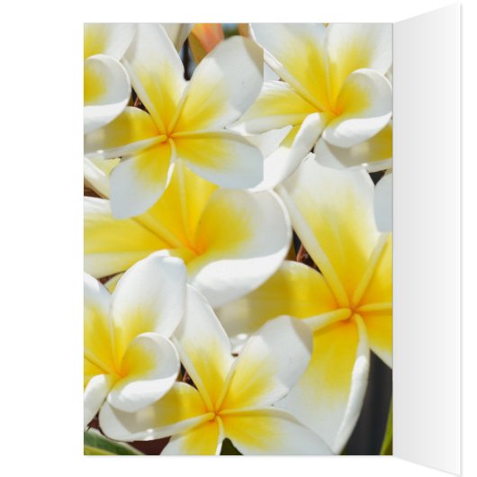 Frangipani Bouquet, Geburtskarte (Innen (Links))