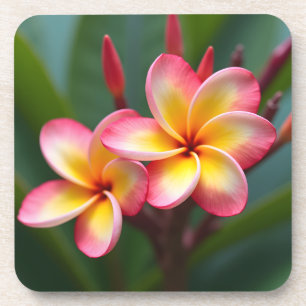 Frangipani Dwarf Tri Color Delight Getränkeuntersetzer