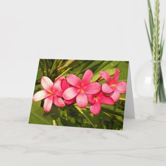 Frangipani Feiertagskarte (Vorderseite)