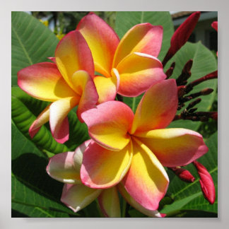 Frangipani Foto Print, Value Poster Paper (Matte)