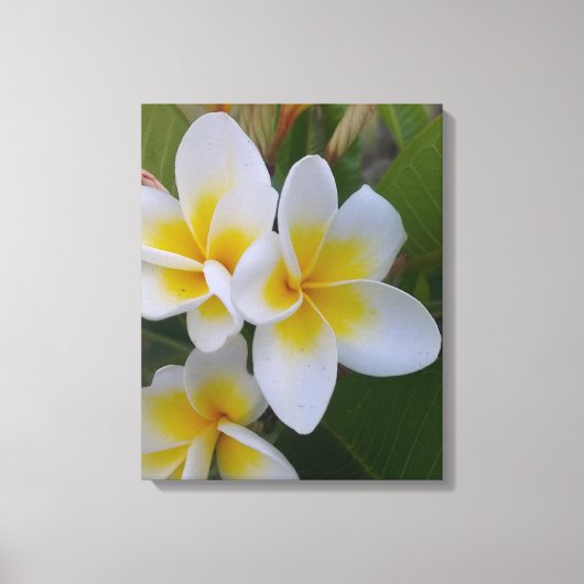 Frangipani Leinwand (Vorderseite)