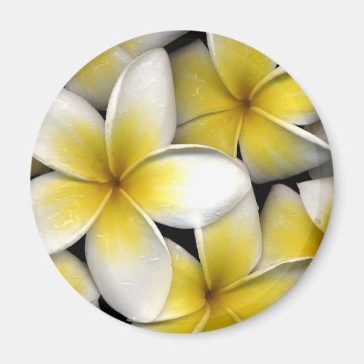 Frangipani Magnet (Vorne)