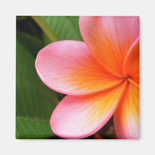 Frangipani-Magnet Magnet