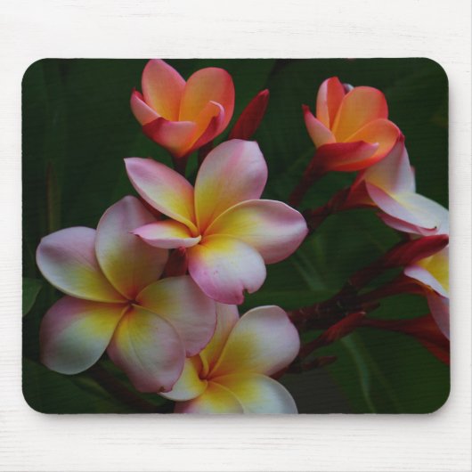 Frangipani Mousepad (Vorne)