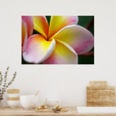 Frangipani nah poster (Küche)