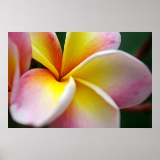 Frangipani nah poster (Vorne)