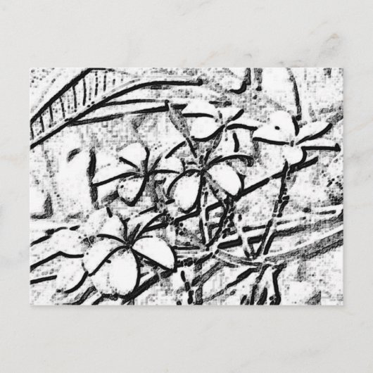 Frangipani Pencil Art Postkarte (Vorderseite)