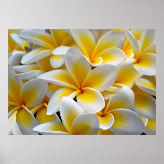 Frangipani Plumeria Blume Foto Poster (Vorne)