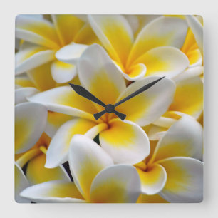 Frangipani Plumeria Flower Photo Quadratische Wanduhr