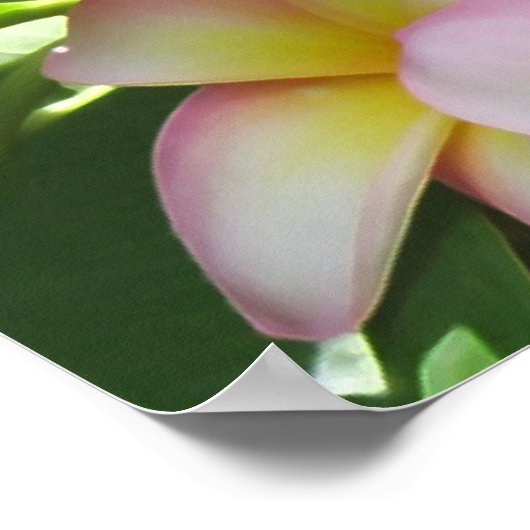 Frangipani Poster (Ecke)