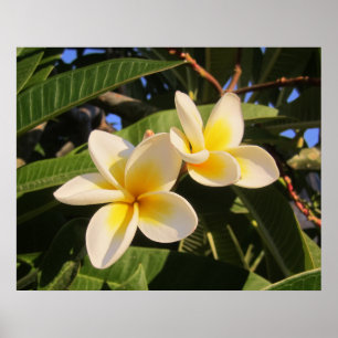 Frangipani Poster