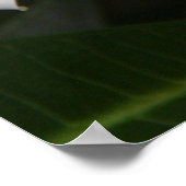 Frangipani Poster (Ecke)