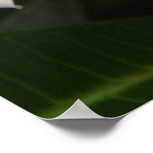 Frangipani Poster (Ecke)