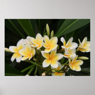 Frangipani Poster