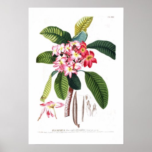 Frangipani Poster (Vorne)