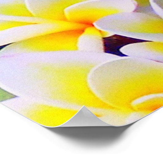Frangipani Poster (Ecke)