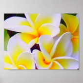 Frangipani Poster (Vorne)